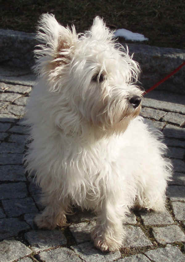 West Highland White Terrier