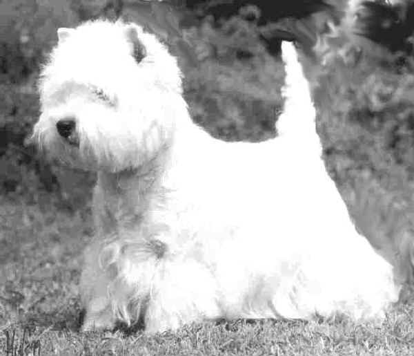 West Highland White Terrier