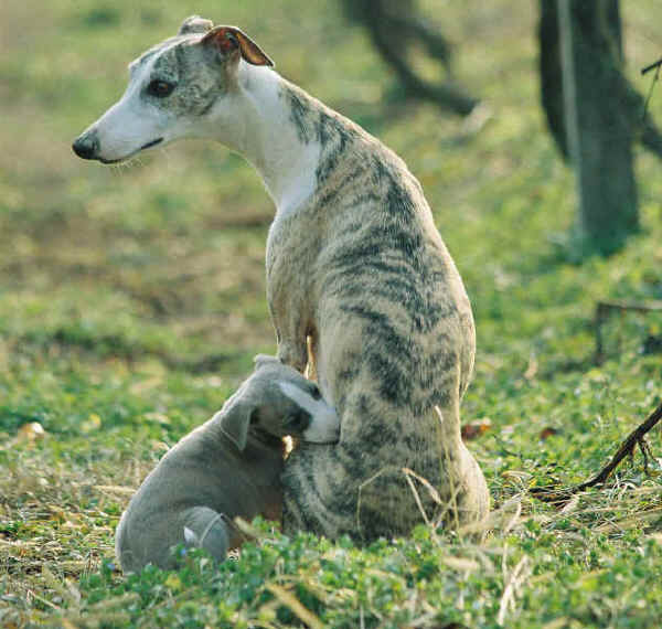 Whippet