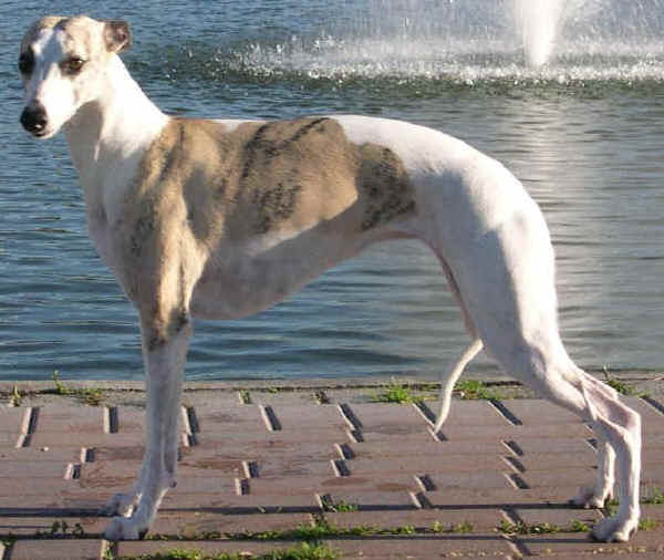 Whippet