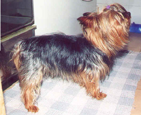 Yorkshire Terrier