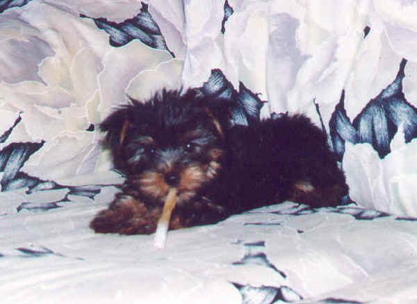 Yorkshire Terrier