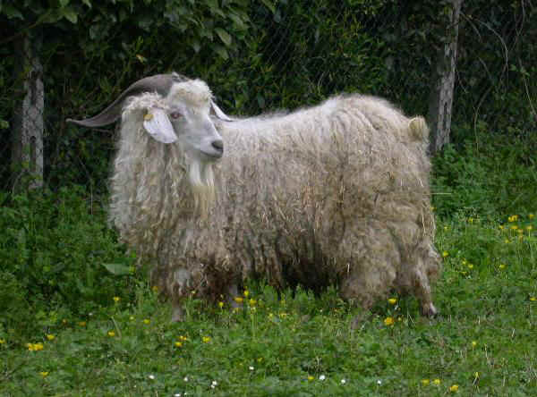 Capro di razza Angora