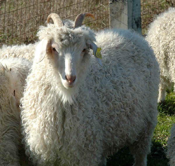 Capra di razza Angora