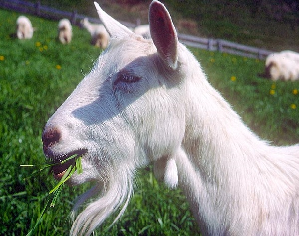 Capro di razza Angora