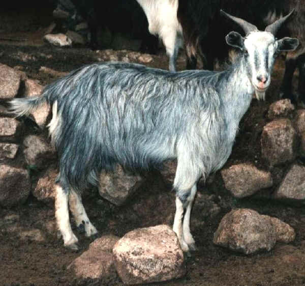 Argentata dell'Etna