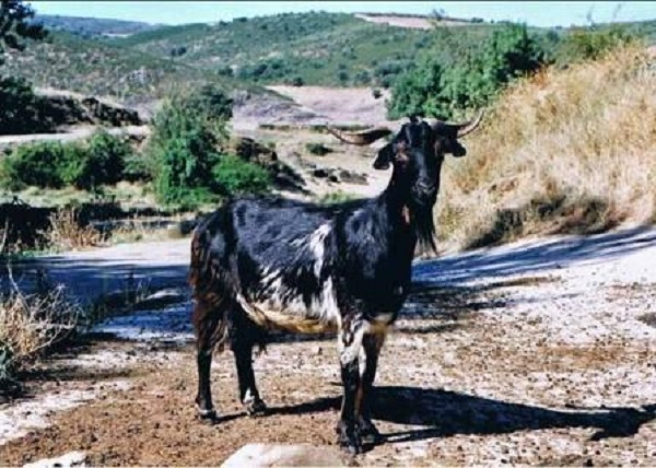 Cabra de las Mesetas