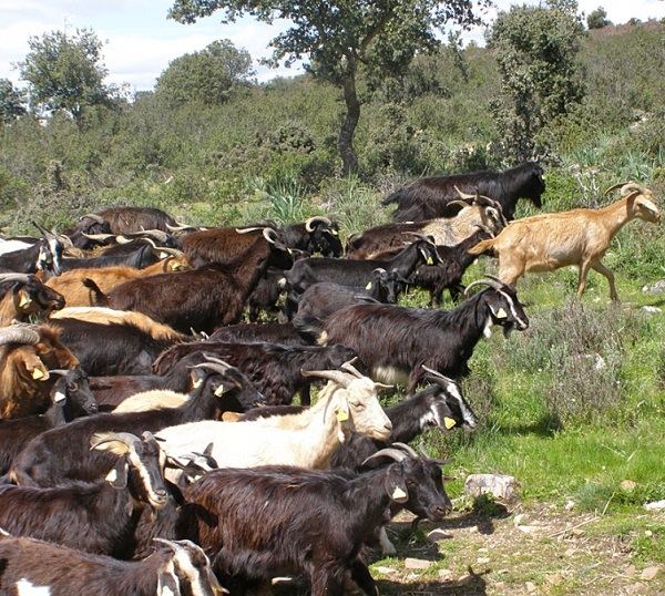 Cabra de las Mesetas