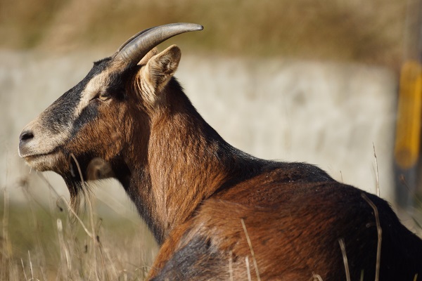 Camosciata delle Alpi