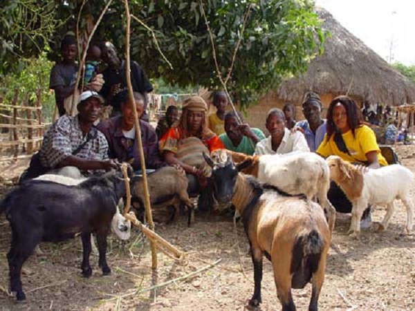 Capra nana dell'Africa dell'ovest