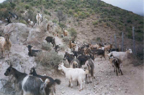 Capre dell'Aspromonte