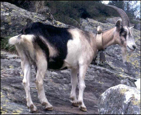 Capra di razza Ciavenasca