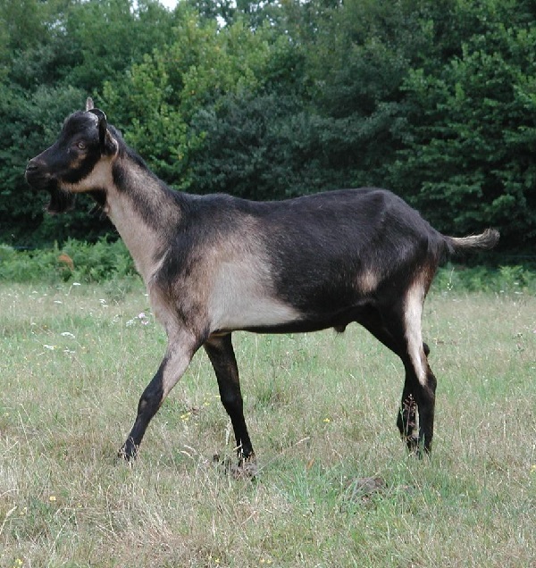 Capra Cou Clair del Berry