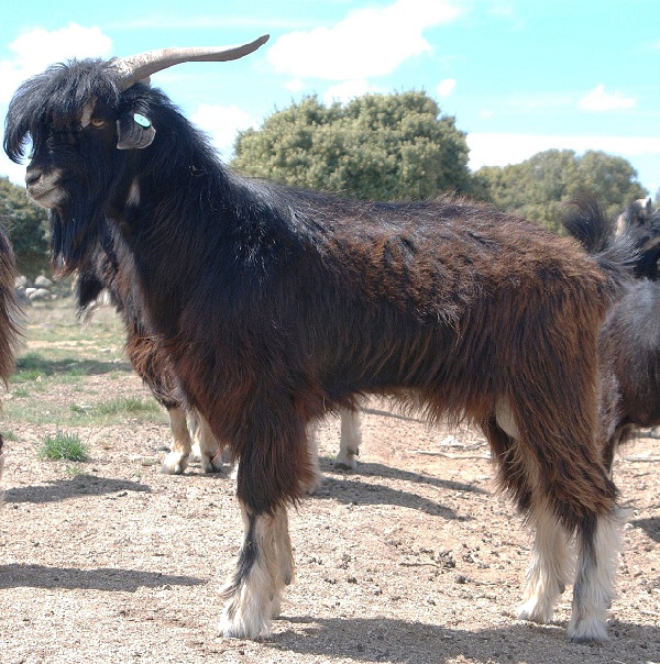 Razza del Guadarrama