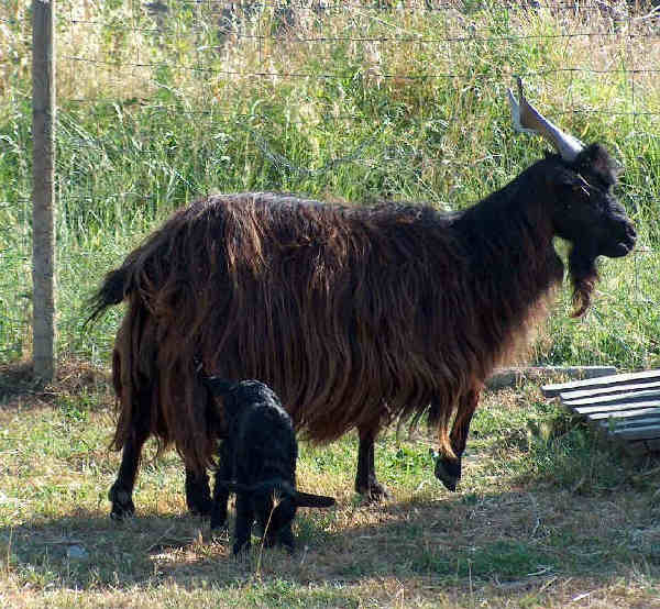 Capra di razza Garganica con capretto