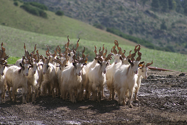 Capre di razza Girgentana