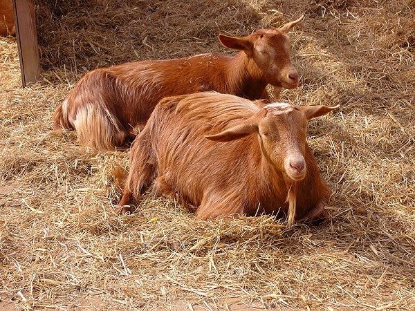 Golden Guernsey