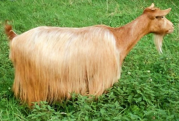 Golden Guernsey