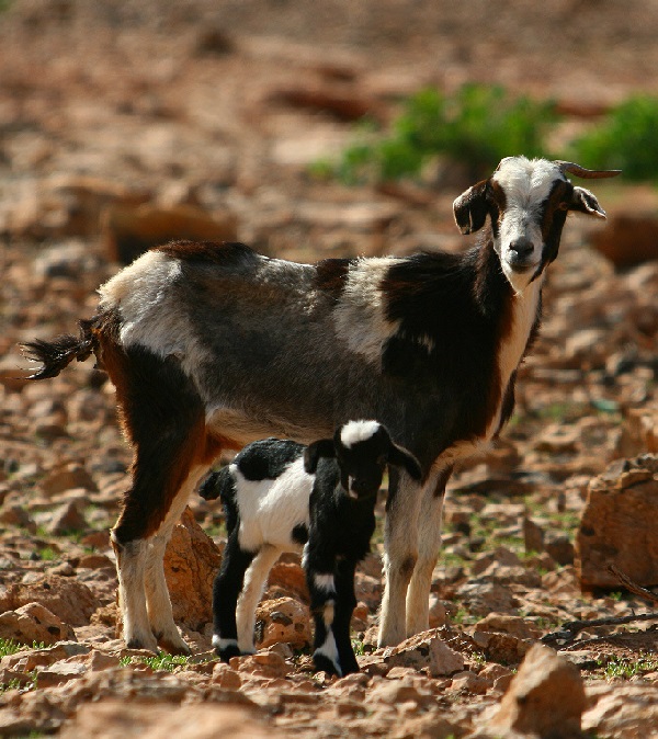 Capra Majorera