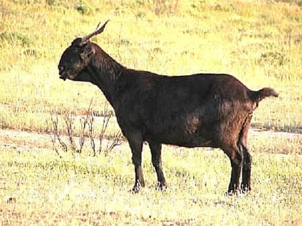 Capra Negra Serrana 