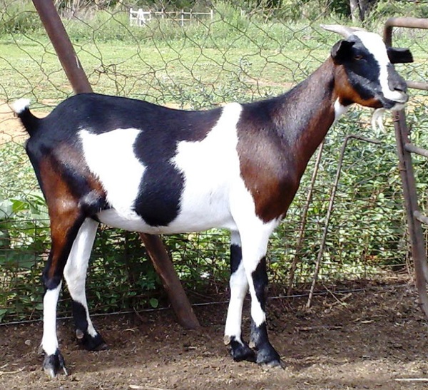 Capra Nguni