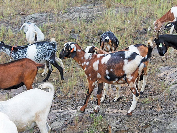 Capra Nguni