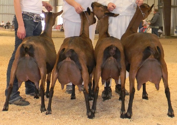 Oberhasli