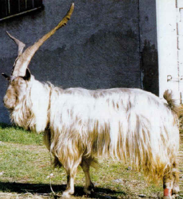 Capra di razza Orobica (o Valgerola) 