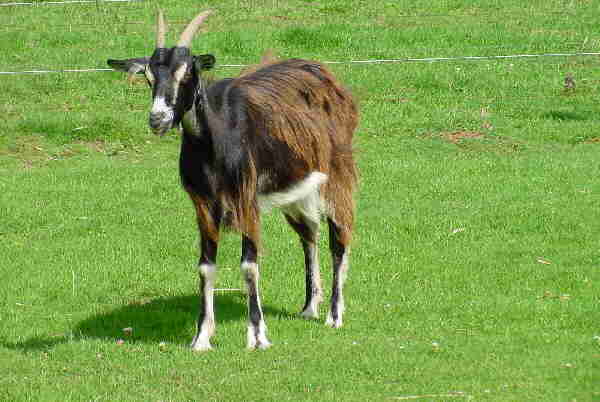 Capra di razza di Poitou o Poitivine