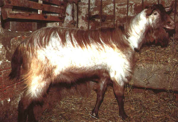 Capra di Roccaverano