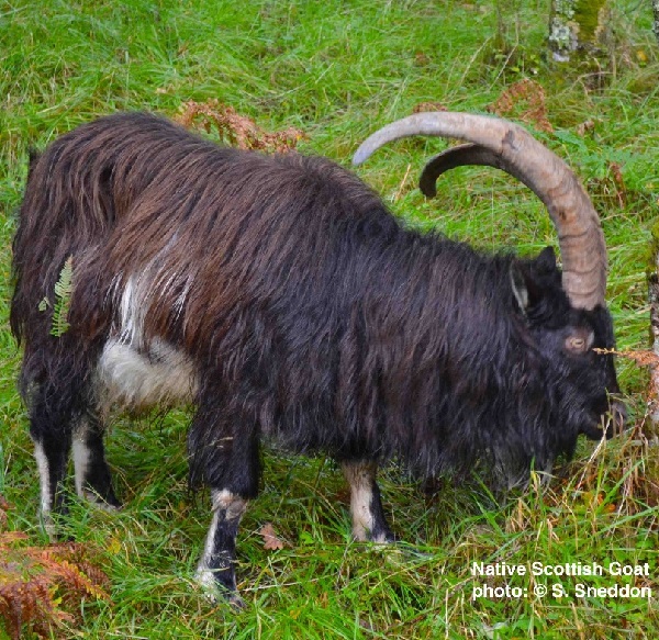 Capra Scozzese nativa