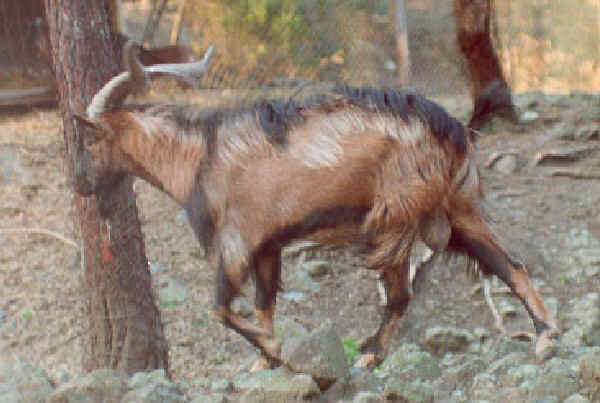 Becco di Selvatica di Joura 