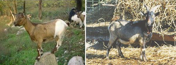 Capretta Tibetana e Becco di Primitiva Africana Nana