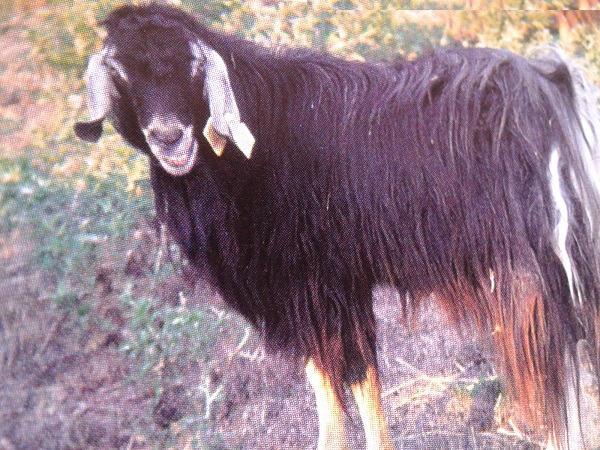 Capra di razza Valfortorina o di Benevento