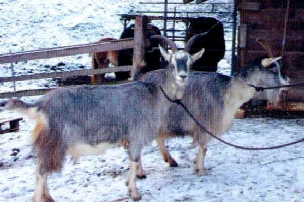 Capra della Valle di Fiemme