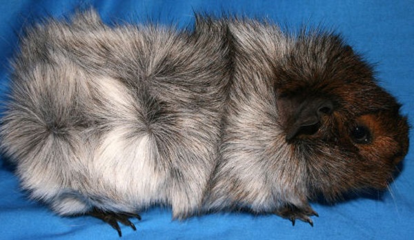 Cavia Abyssinian Roan