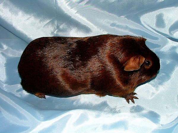 Cavia Agouti Chocolate