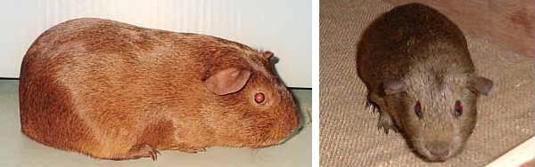 Cavia Agouti Cinnamon - Cavia Agouti Cream