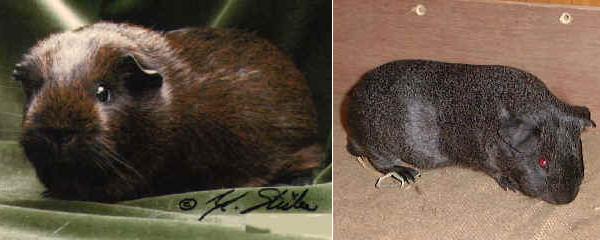 Cavia Agouti Gold - Cavia Agouti Silver