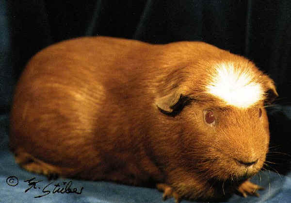 Cavia American Crested Golden