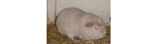 Cavia AOV Crested 