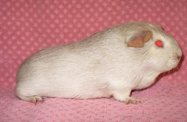 Cavia Lemon Argente (limone argento) 