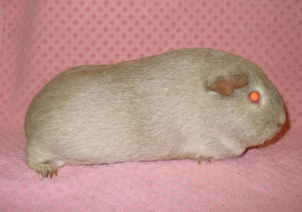 Cavia Lemon Argente (limone argento) 