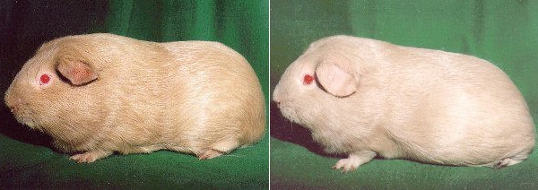 Cavia Self Beige