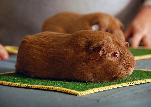 Cavia Self Beige