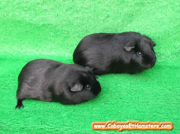 Cavia Self Black