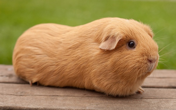 Cavia Buff