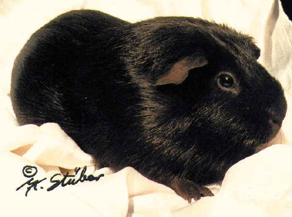 Cavia Self Black