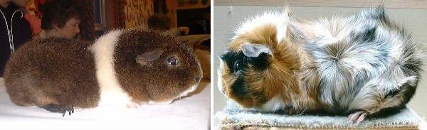 Cavia Rex - Cavia Abyssinian Roan