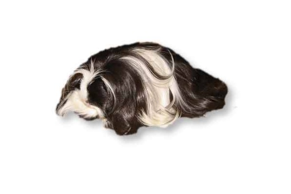 Cavia Coronet 